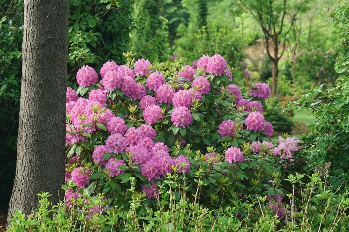 condition_Dandy-Man-Purple-rhododendron-in-woods