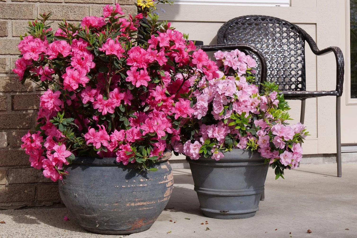 condition_Perfecto-Mundo-Double-Dark-Pink-azalea-in-containers