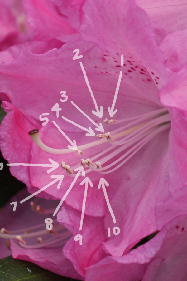 rhododendron-stamen-count