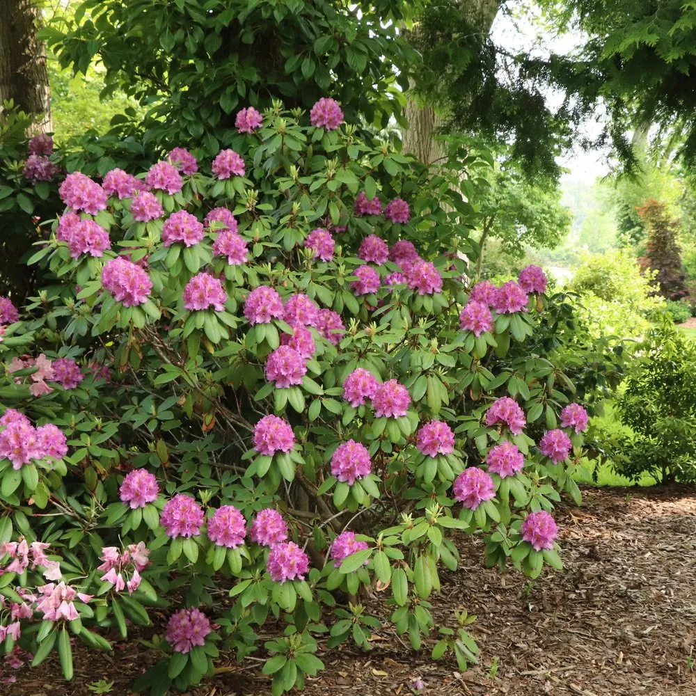 size_mature-Rhododendron-Dandyman-Purple