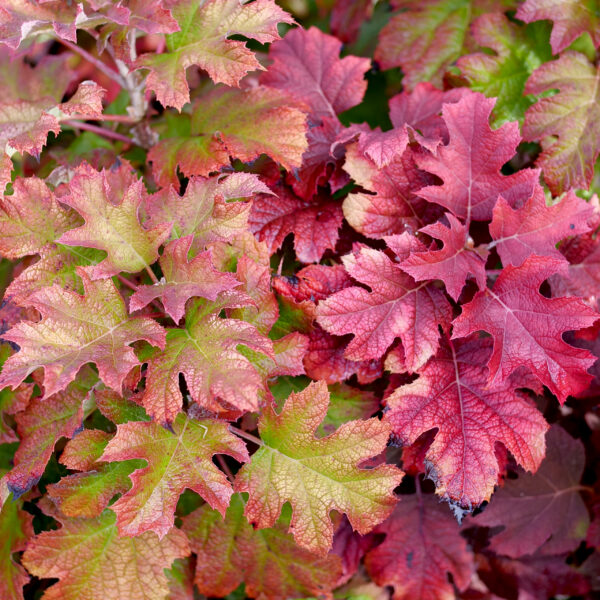 New Fall Color Options for the Southeast