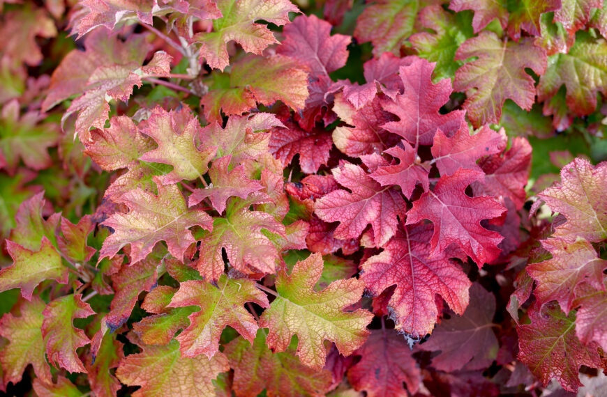 New Fall Color Options for the Southeast 
